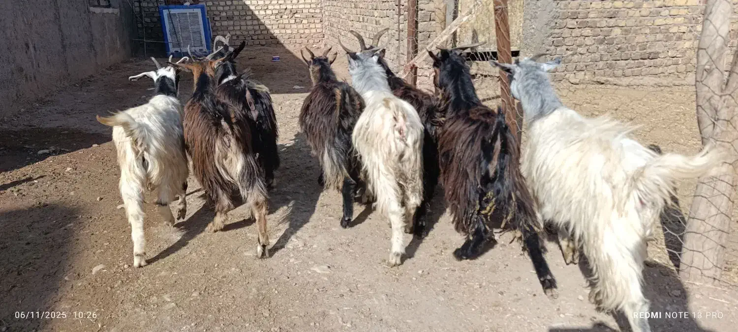 بزغاله فروشی چاق خمیر|حیوانات مزرعه|کرج, شهرک بنفشه|دیوار