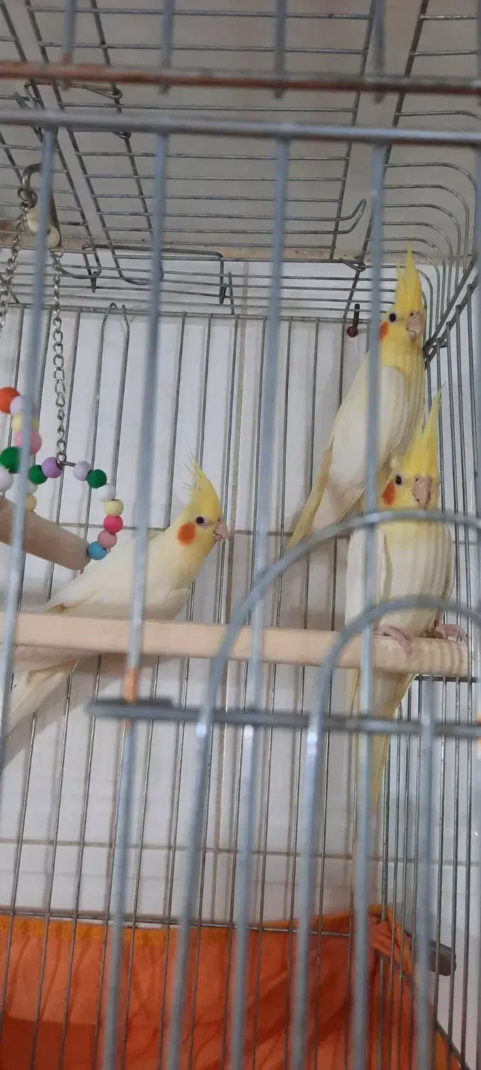 عروس لوتینو آماده|پرنده|قزوین, |دیوار