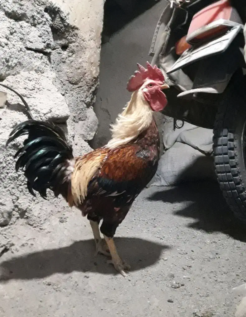 خروس محلی|حیوانات مزرعه|سنندج, |دیوار