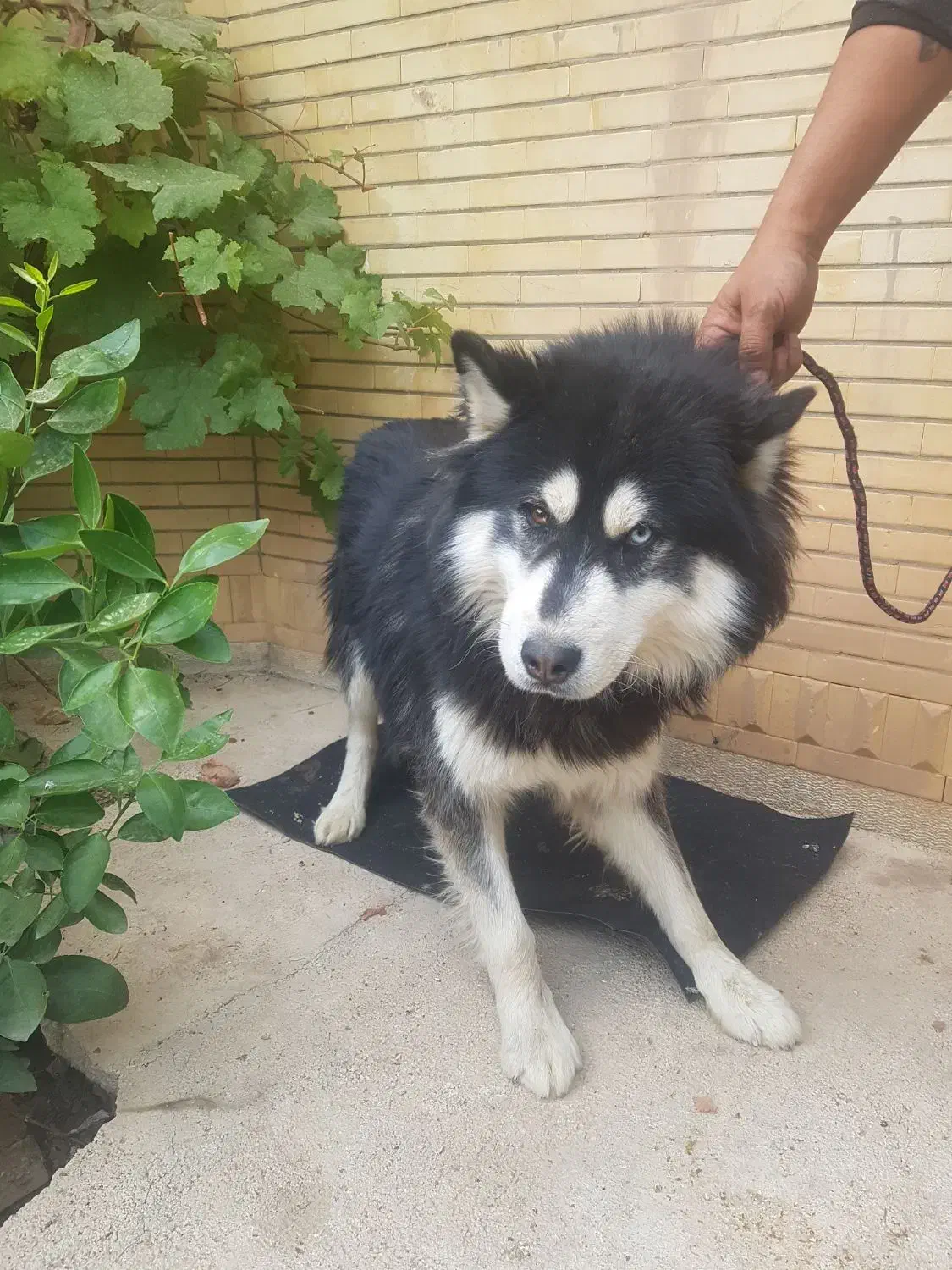 سگ هاسکی|سگ|یاسوج, |دیوار