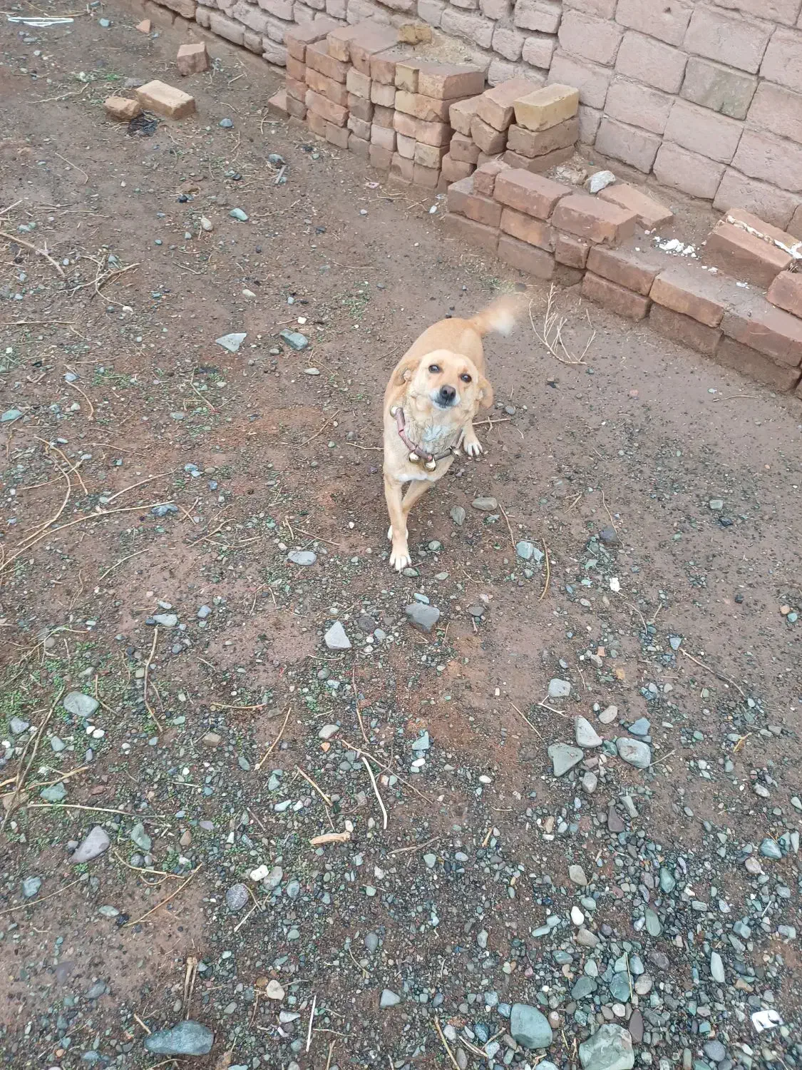 پاکوتاه|سگ|نیشابور, مازول|دیوار