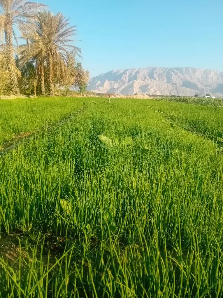 تیم پیاز اصل تشان|خدمات باغبانی و درختکاری|بهبهان, |دیوار