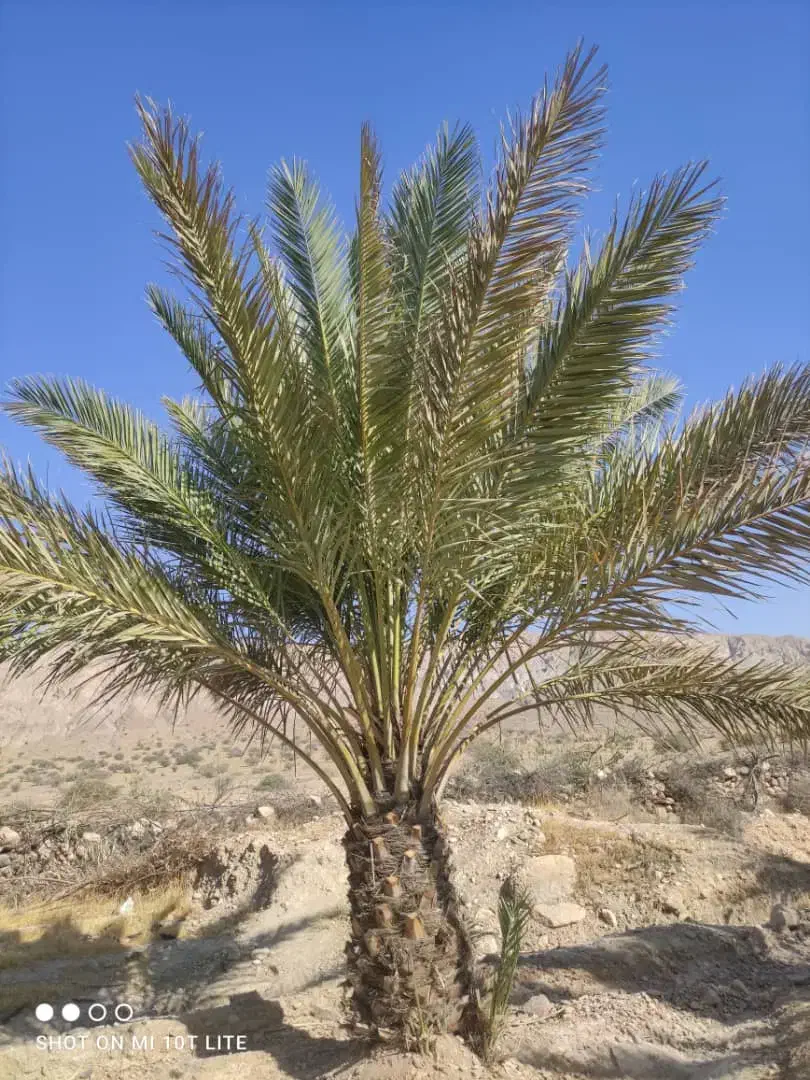 درختکاری|گل و گیاه طبیعی|فیروزآباد (فارس), |دیوار