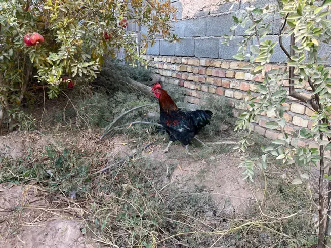 خروس جوان و چاق محلی|حیوانات مزرعه|گرمسار, |دیوار