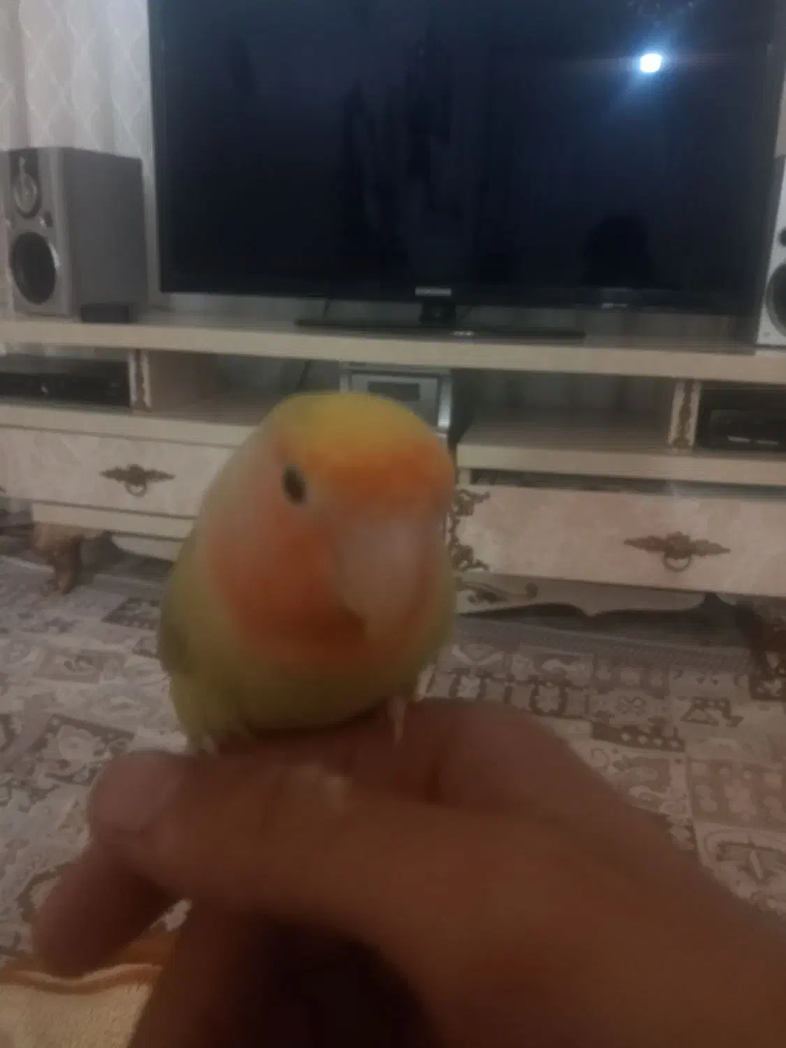 طوطی برزیلی|پرنده|ابهر, |دیوار