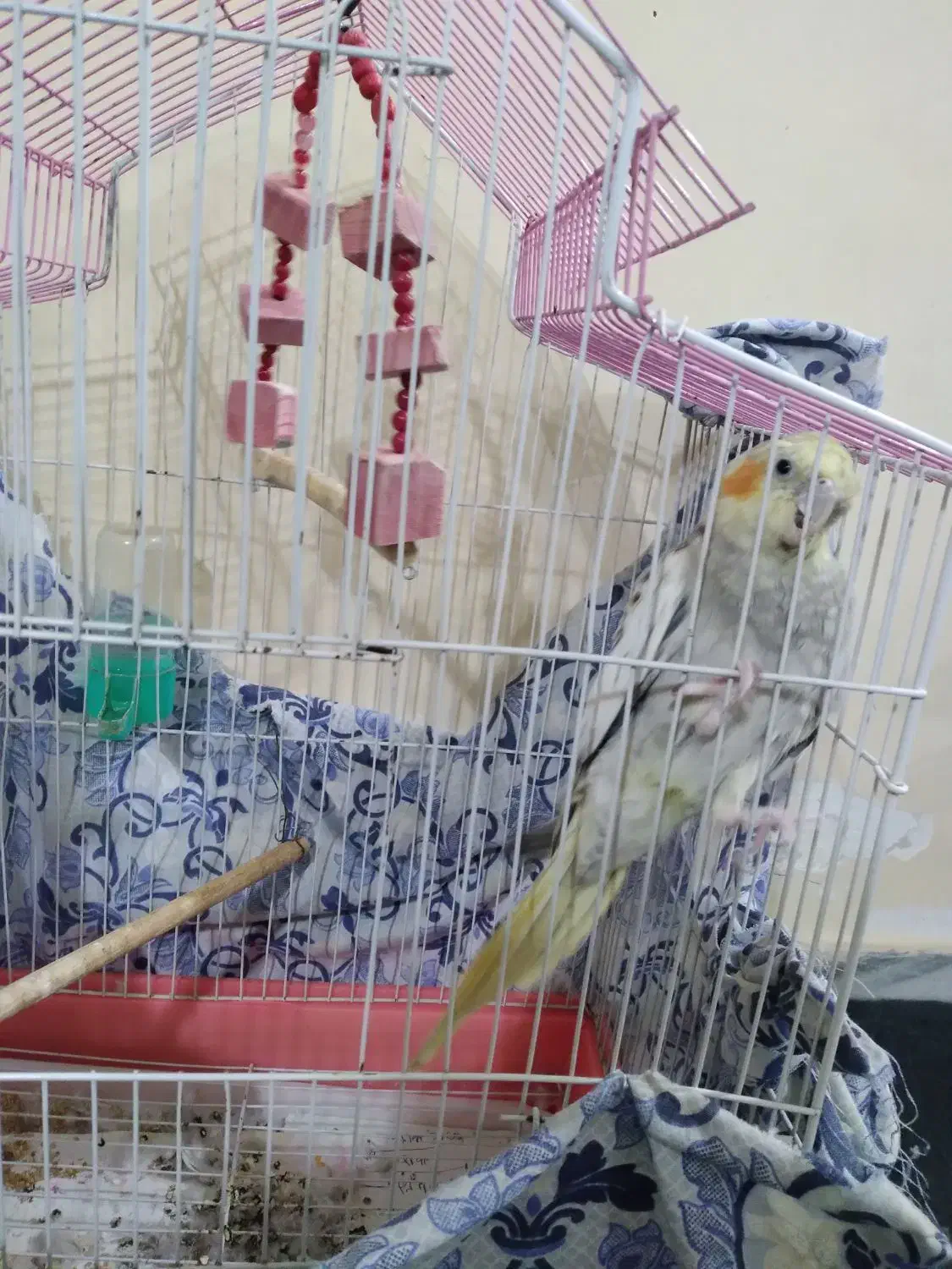 پرنده|پرنده|رشت, توشیبا|دیوار