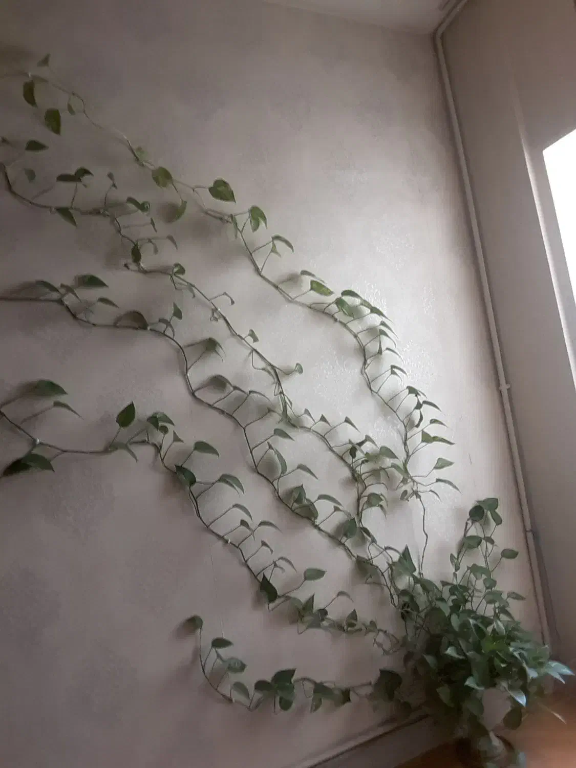 گل پتوس|گل و گیاه طبیعی|شهریار, شهریار|دیوار