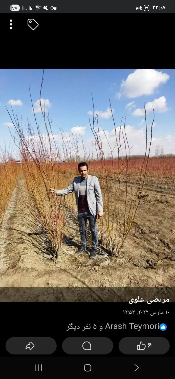 نهالستان آذرنهال|گل و گیاه طبیعی|میاندوآب, |دیوار