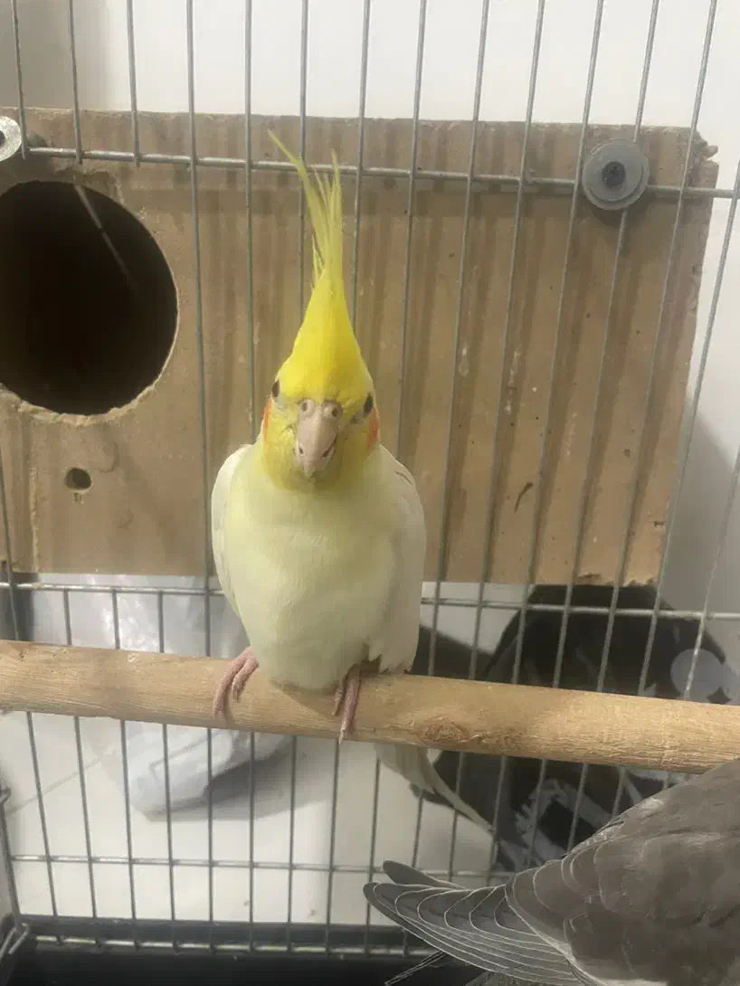 عروس هلندی نر مولد|پرنده|تهران, ائمه اطهار|دیوار