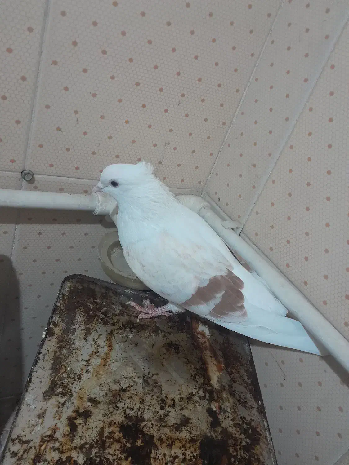 کبوتر ماده نباتی|پرنده|سیلاخور, |دیوار