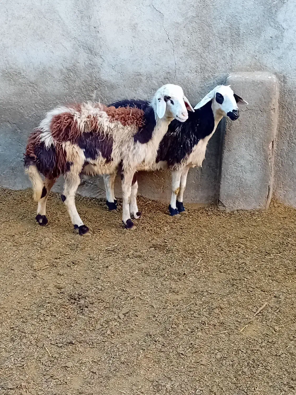 دوتا شیشک و دوتا بره ماده پلنگی|حیوانات مزرعه|بروجرد, |دیوار