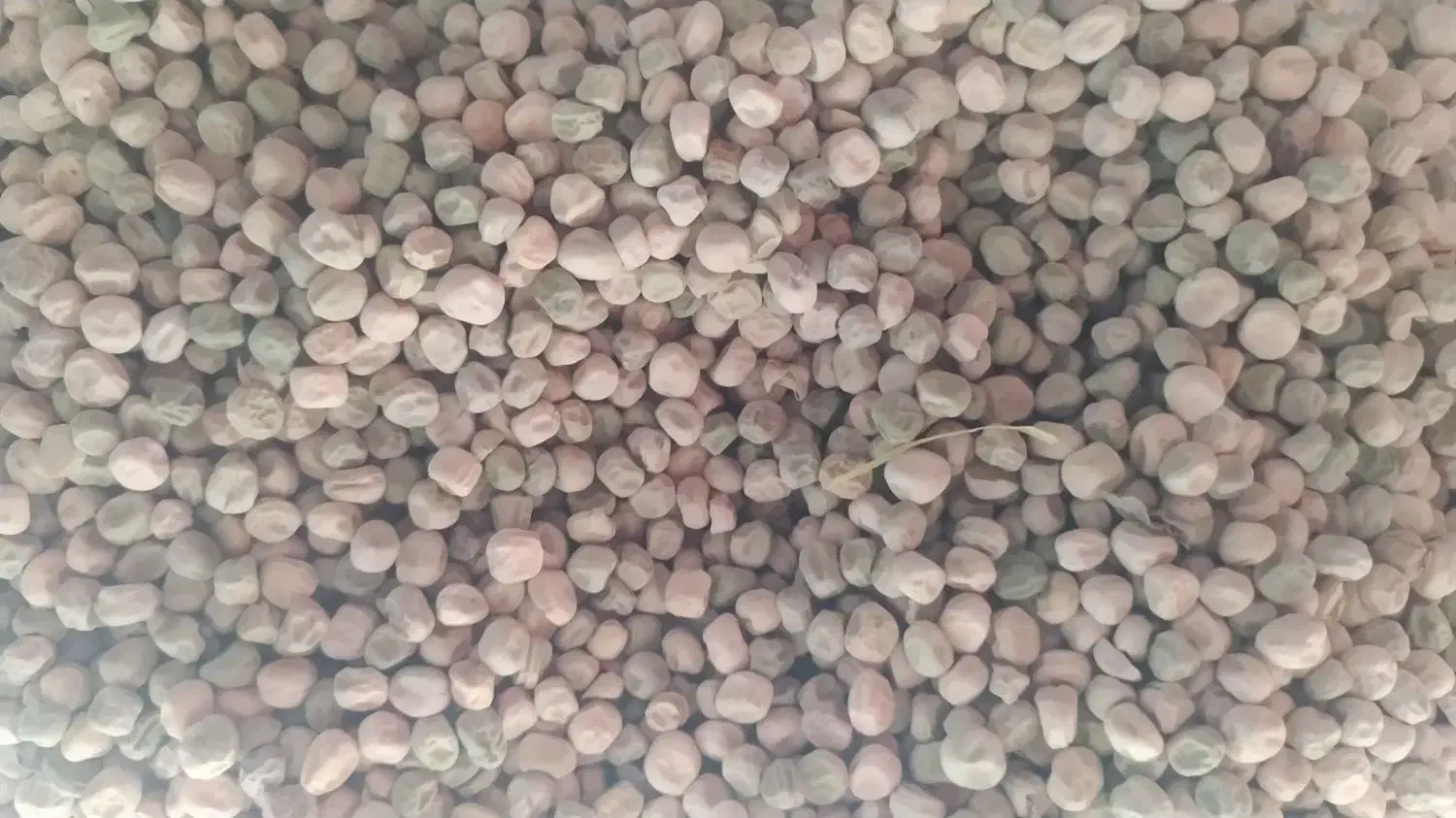 بذر نخودفرنگی|گل و گیاه طبیعی|گنبد کاووس, |دیوار