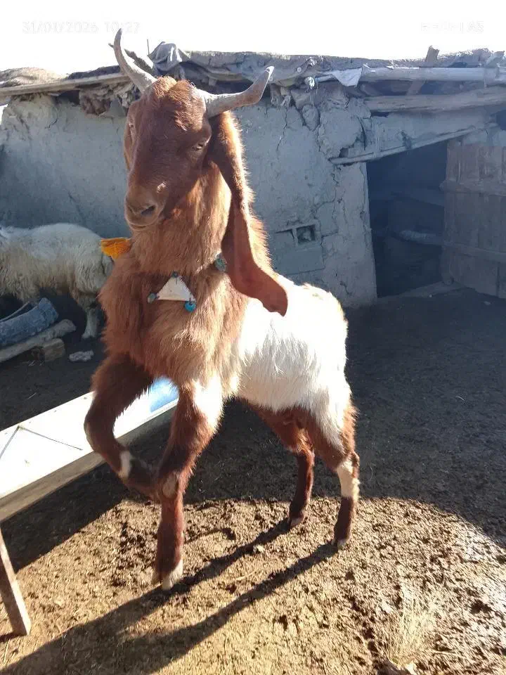 نربز یک سال|حیوانات مزرعه|مانه, |دیوار