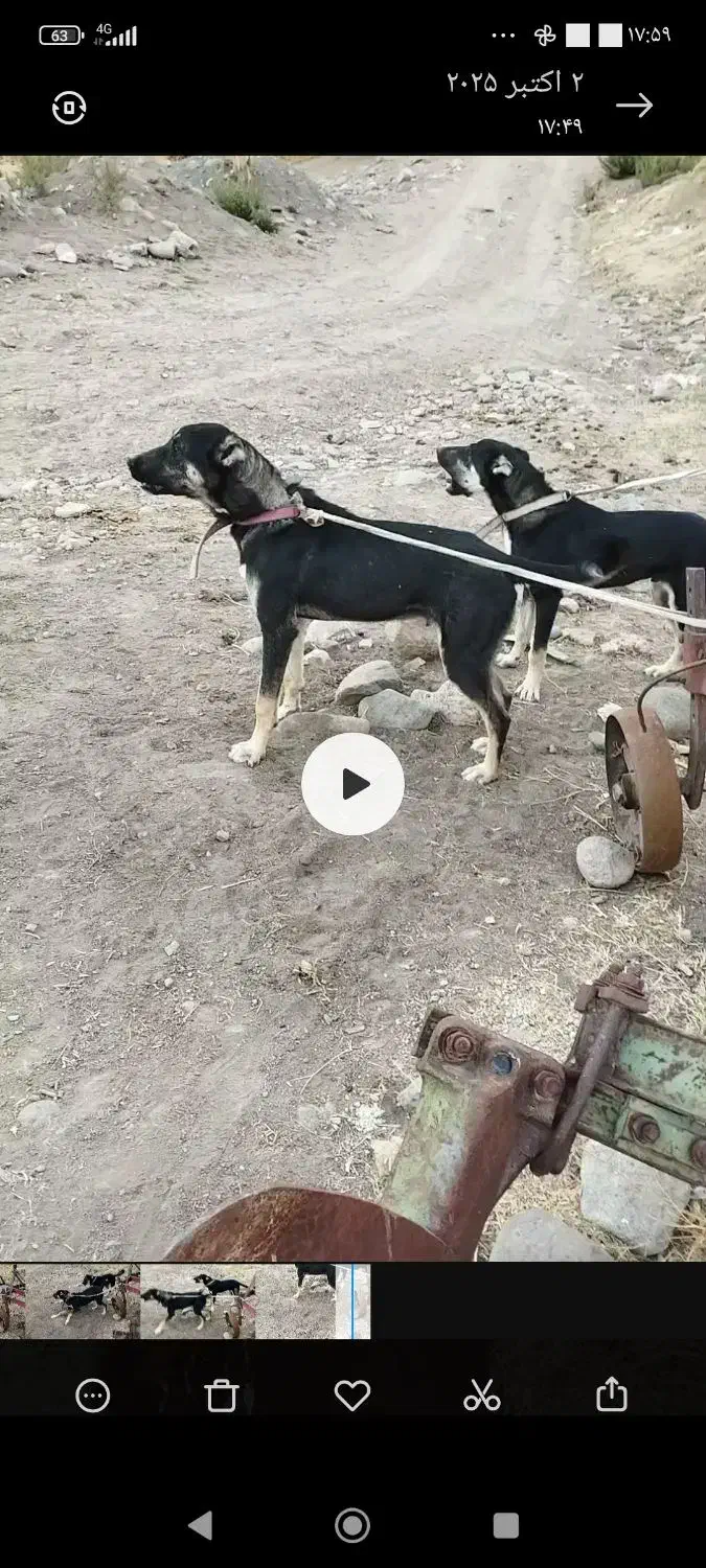 9999|سیمکارت|سراب, |دیوار