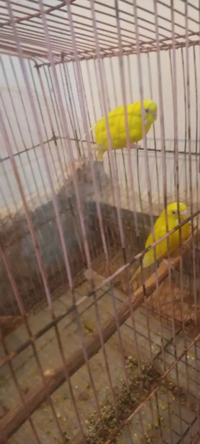 یه جفت مرغ عشق هلندی به شرط تخم  نقدی معاوضه ندارم|پرنده|مسجد سلیمان, |دیوار