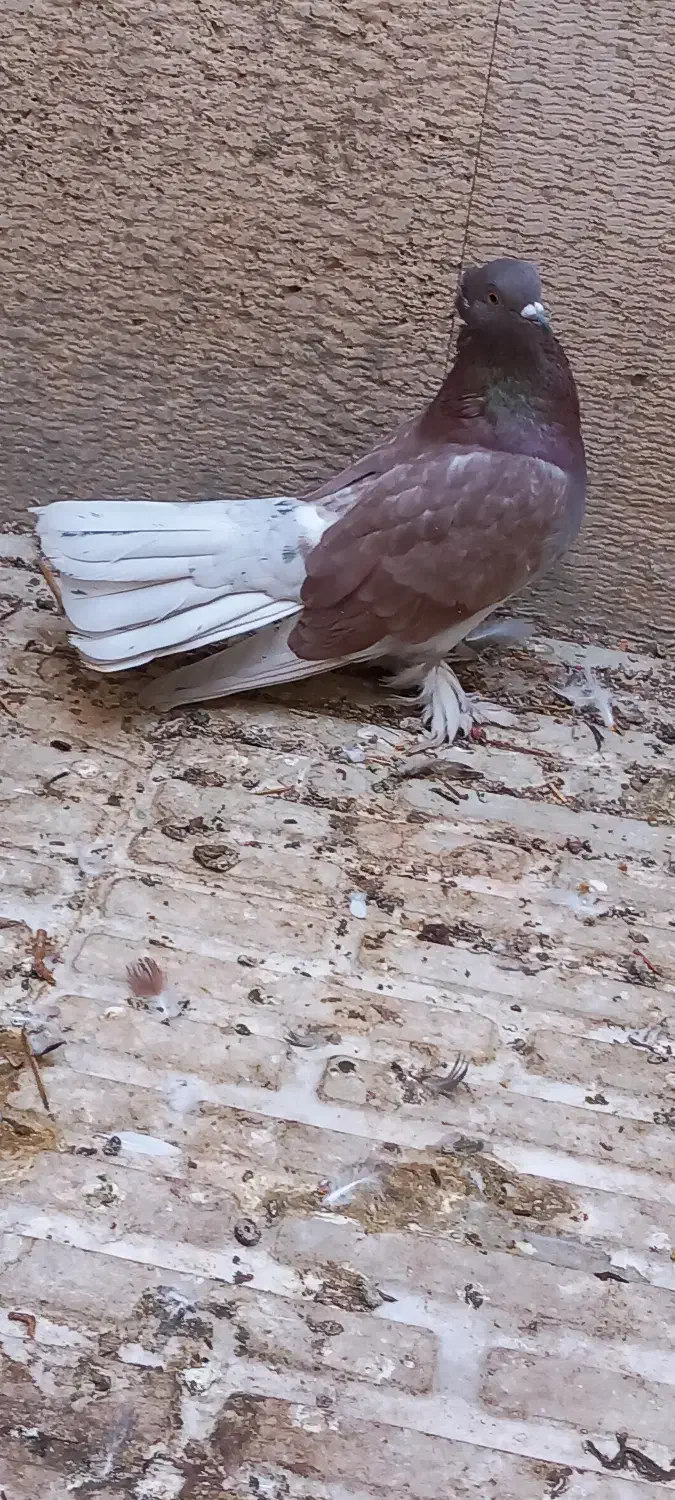 کبوتر نر چتری|پرنده|قم, بوستان علوی|دیوار