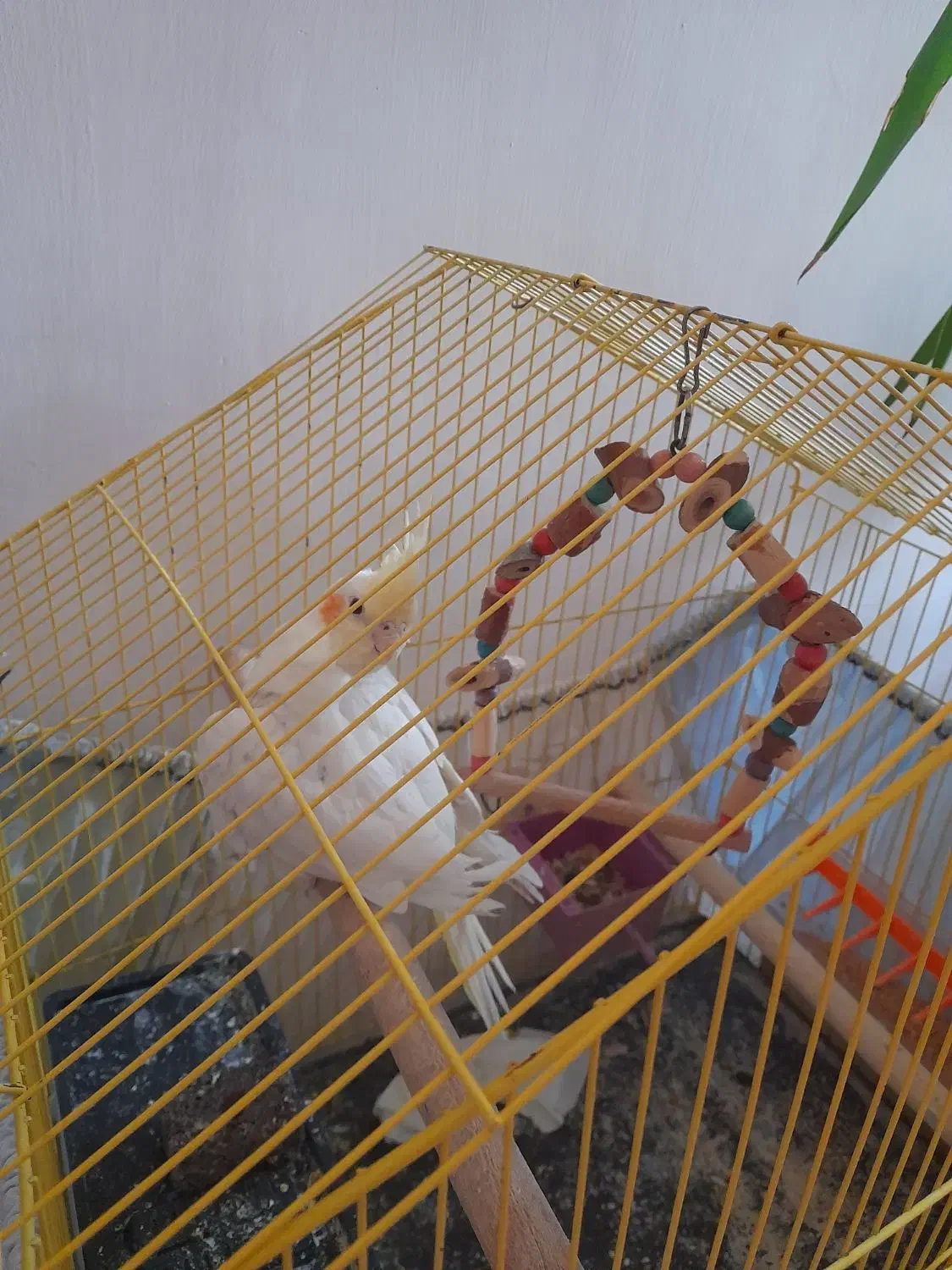 عروس هلندی|پرنده|الوند, |دیوار