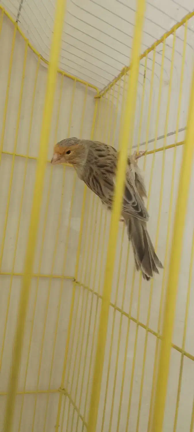 ماده قناری|پرنده|خمینی‌شهر, |دیوار