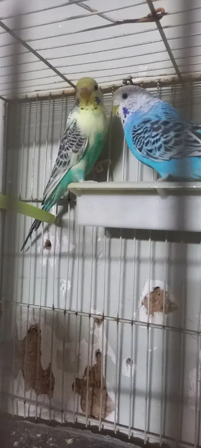 مرغ عشق|پرنده|مشهد, کوه سنگی|دیوار