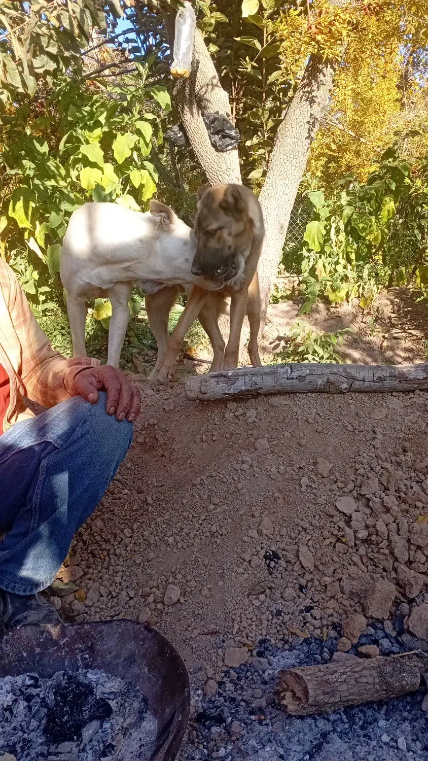 واگذاری سگ|سگ|شیراز, میرزاکوچک خان|دیوار