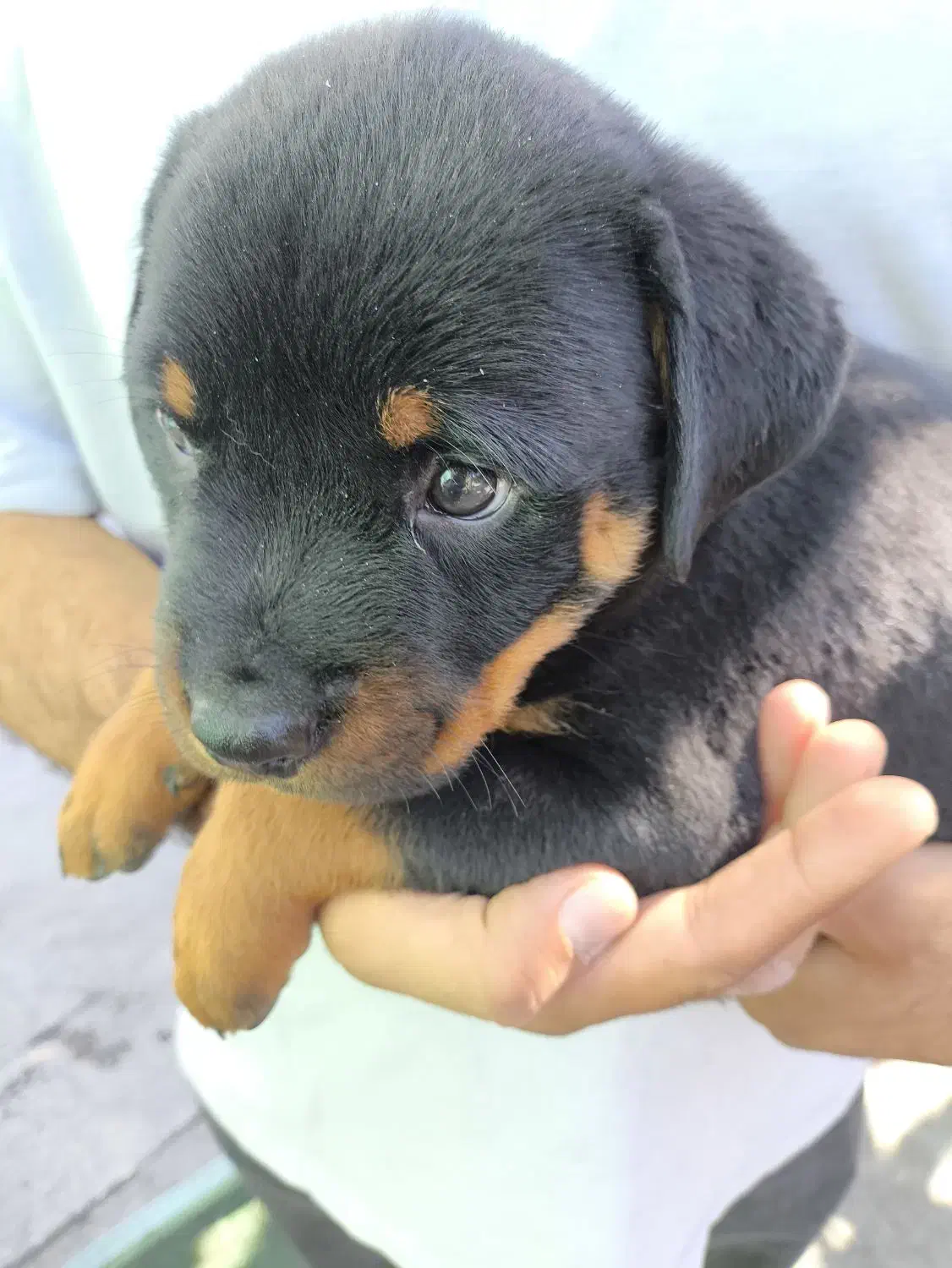 ارتش تک نفره توله روت امریکایی|سگ|کرج, شاهینویلا|دیوار