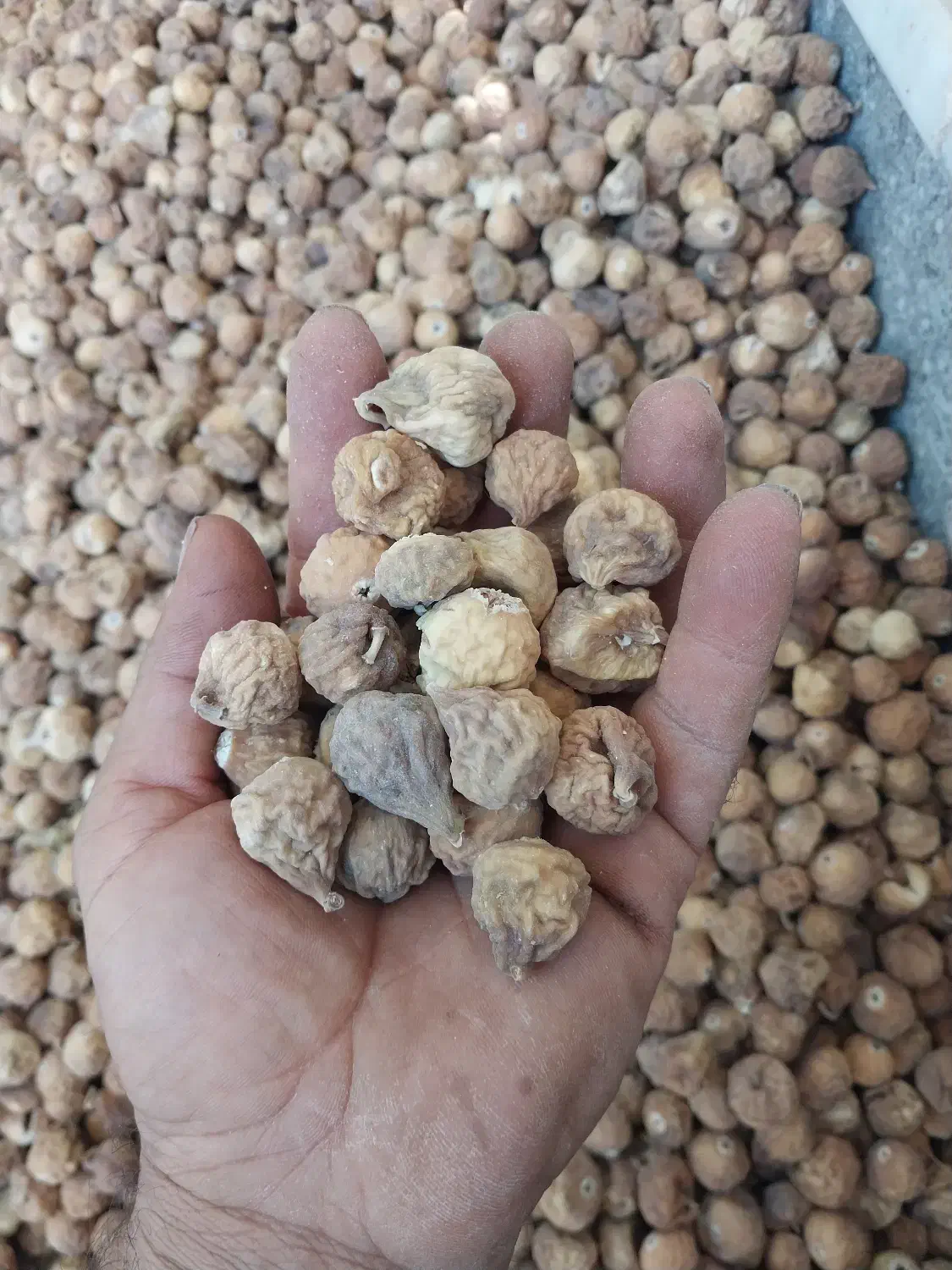 انجیرگوشتی|خوردنی و آشامیدنی|شیراز, آزادگان|دیوار