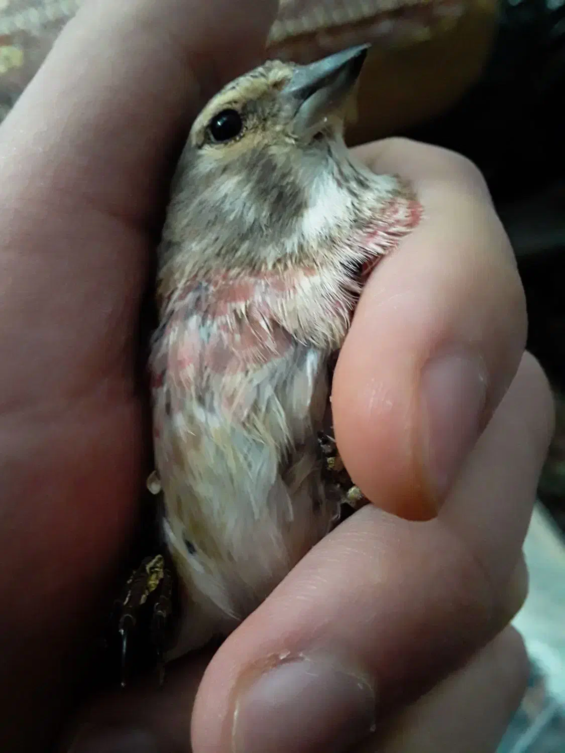 سهره سینه سرخ وگلبسرنر|پرنده|خمینیشهر, |دیوار