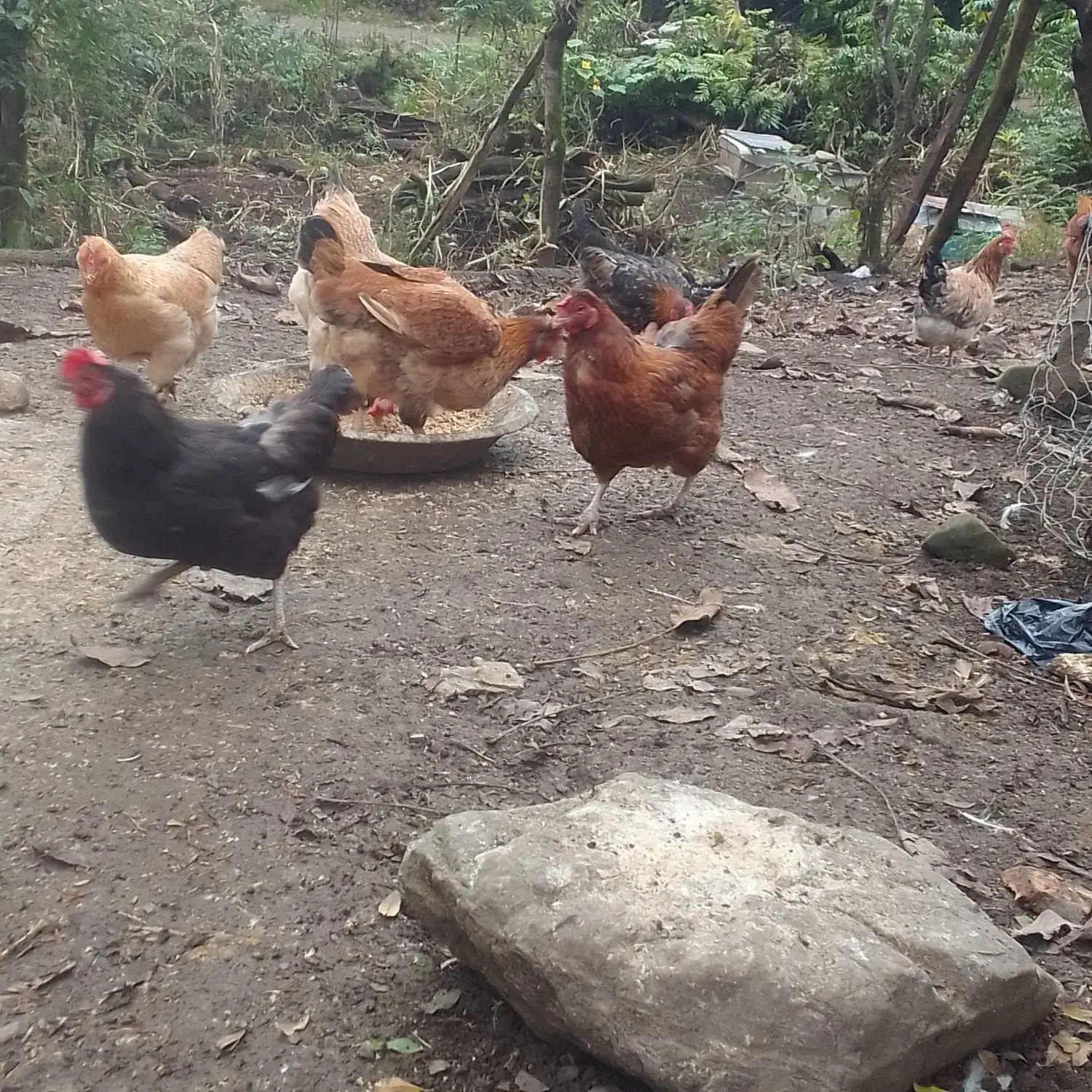 فروش مرغ محلی|حیوانات مزرعه|سیاهکل, |دیوار