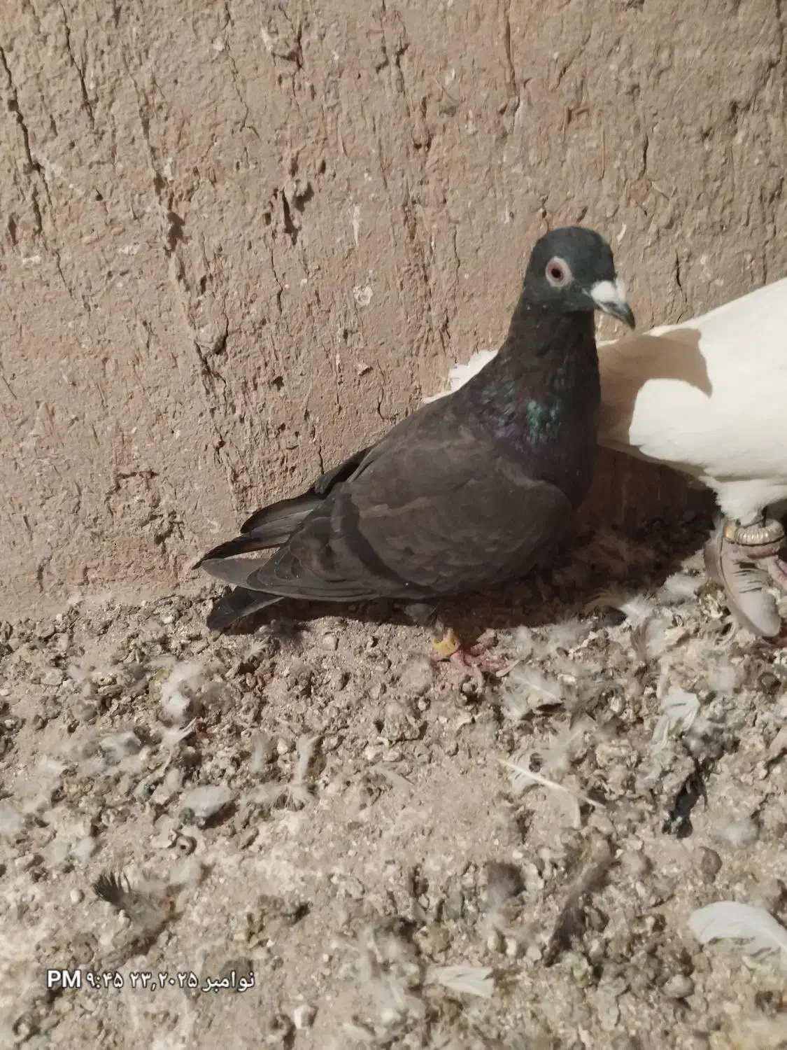 ۴۰۰۰۰۰۰|پرنده|خرم بید, |دیوار