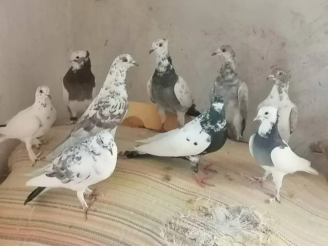 پرنده|پرنده|مرودشت, دولت آباد|دیوار