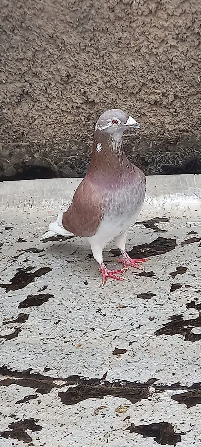 المانی خوب ذات درست|پرنده|تربت جام, معدآباد|دیوار