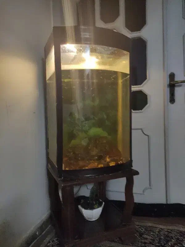 اکواریم|ماهی|مشهد, عامل|دیوار