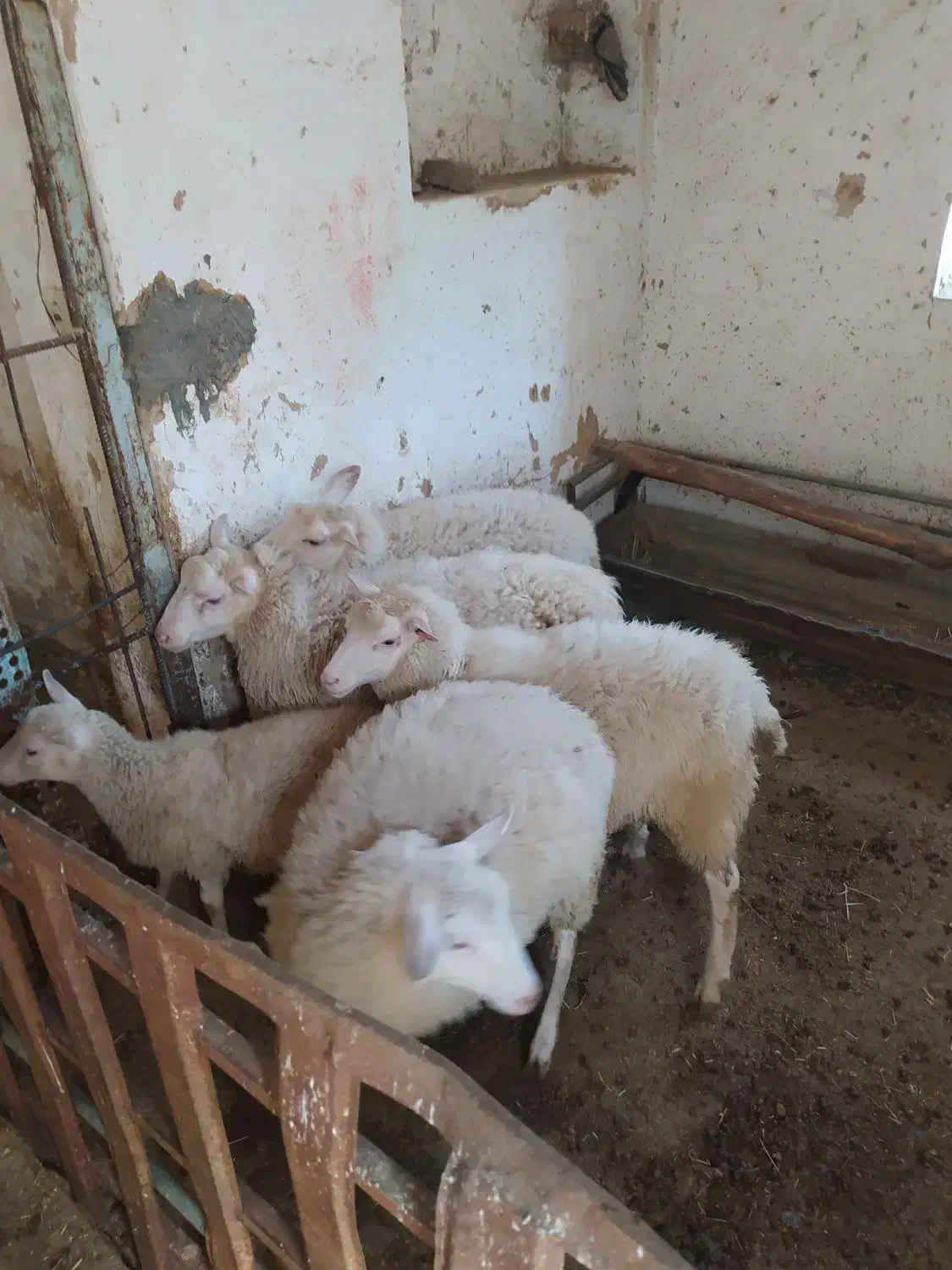 میش رمانف و رومن و ایلدوفرنس|حیوانات مزرعه|زالیان, |دیوار