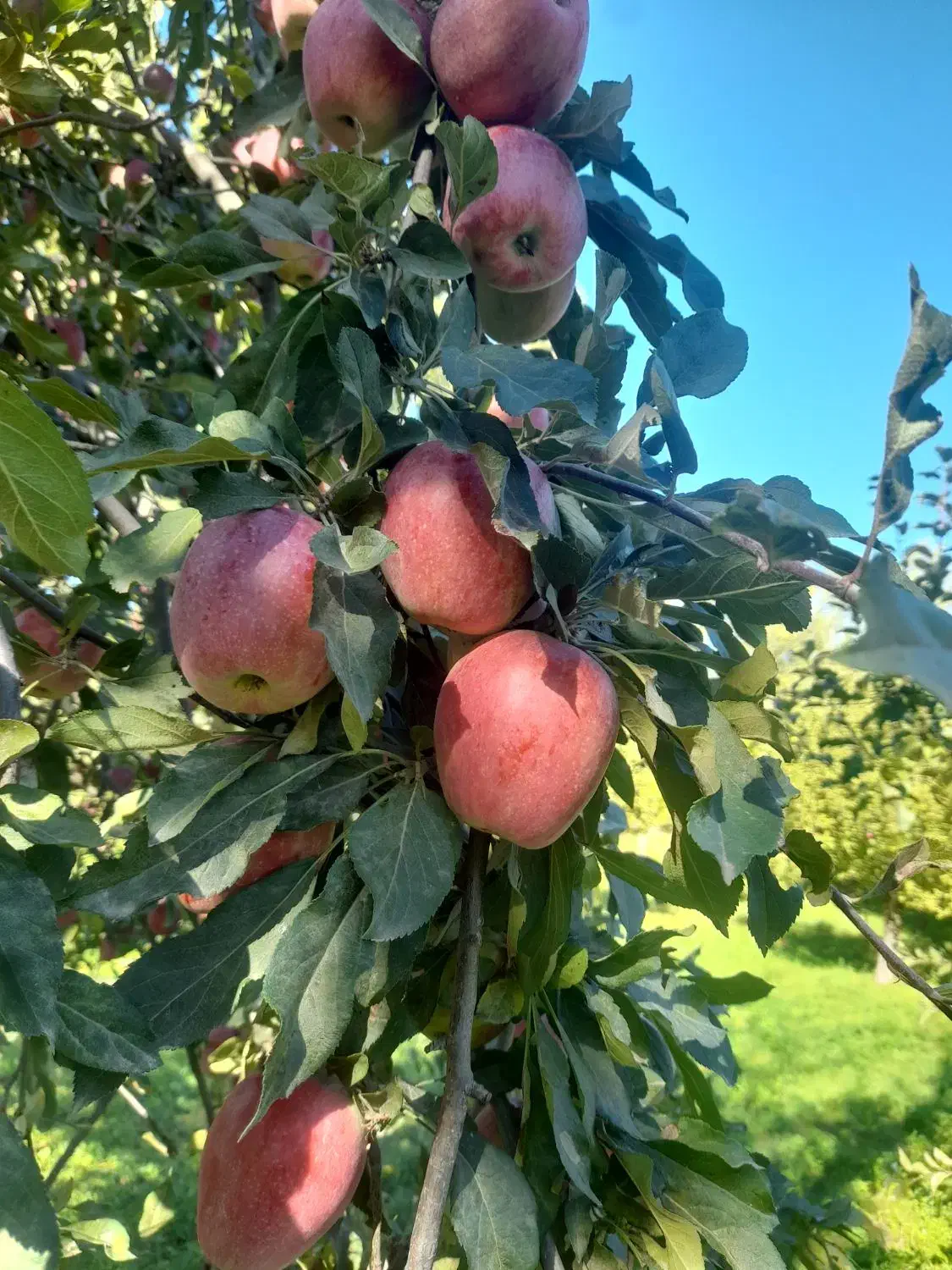 پیوندالماسی|خوردنی و آشامیدنی|مشگین شهر, |دیوار