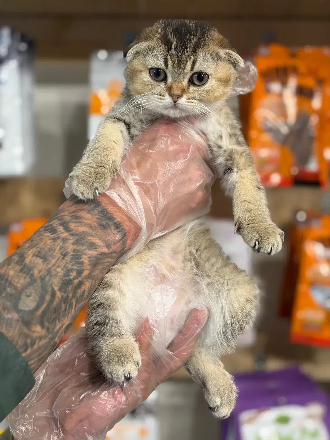 اسکاتیش|گربه|تهران, اختیاریه|دیوار