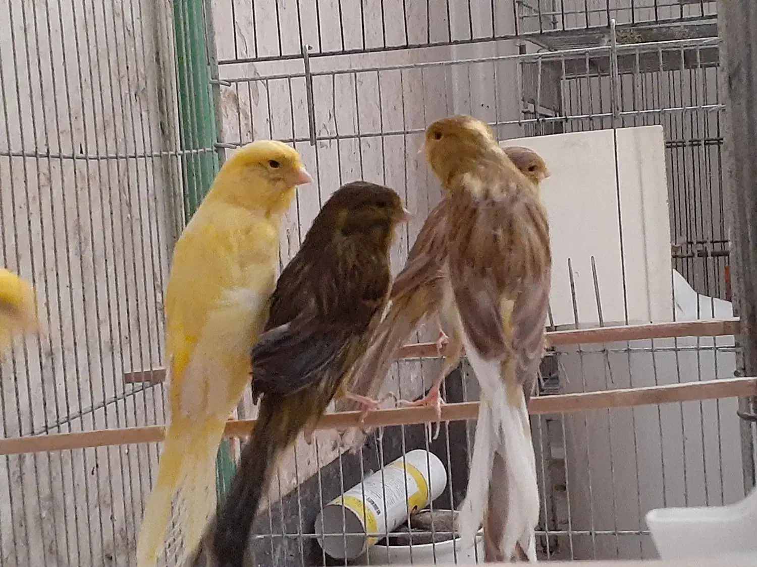 ماده رسمی|پرنده|قم, زاد|دیوار