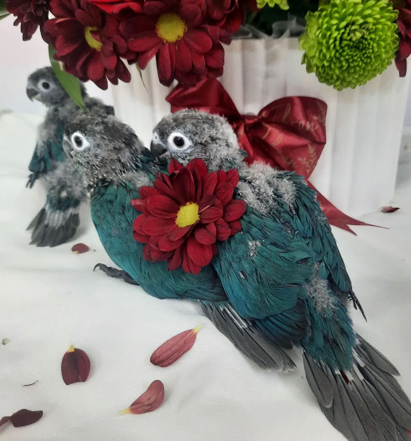 گرینچیک، جوجه سرلاکی، تراکویس نرمال|پرنده|تهران, دهقان|دیوار