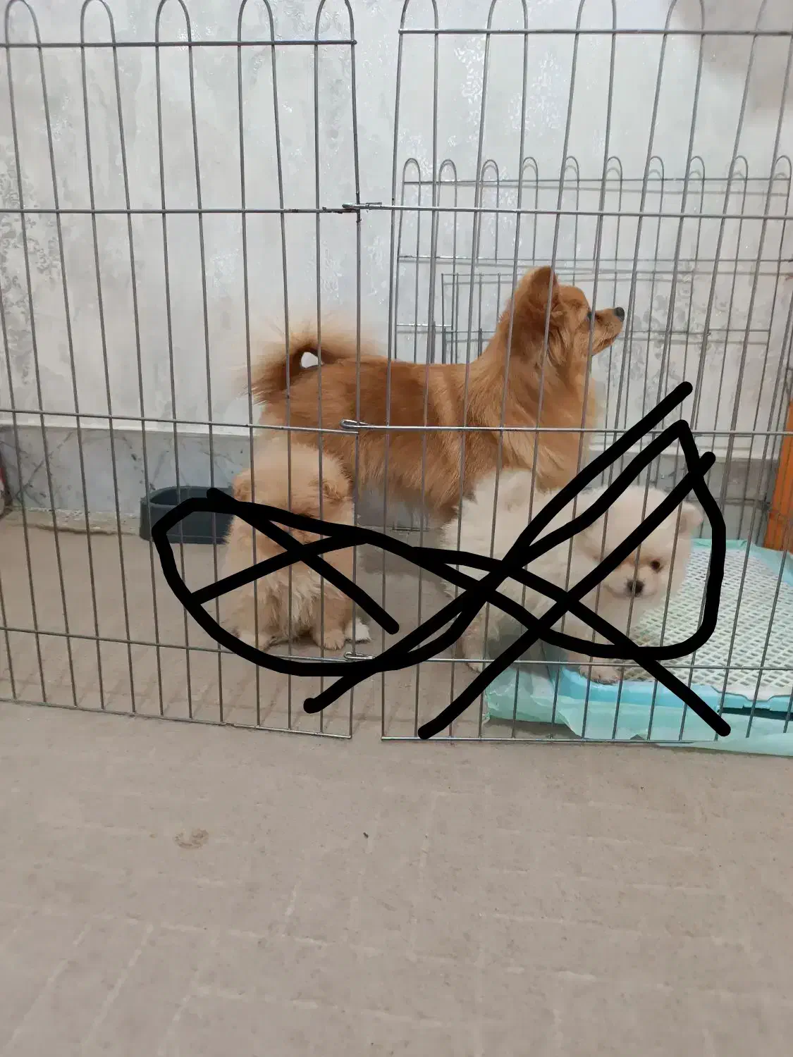 سگ پامر ۲ ساله|سگ|شهریار, شهریار|دیوار