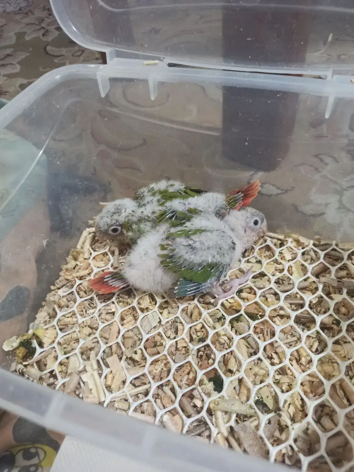 طوطی گرینچیک دبل رد جوجه|پرنده|کرمان, |دیوار