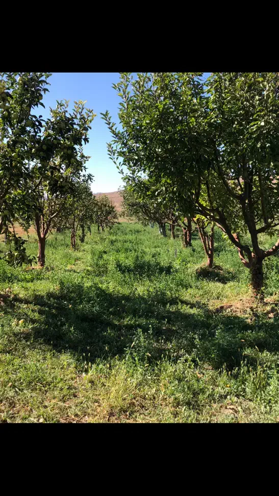 فروش زمین در آبگرم قزوین|فروش زمین و ملک کلنگی|آبگرم, |دیوار