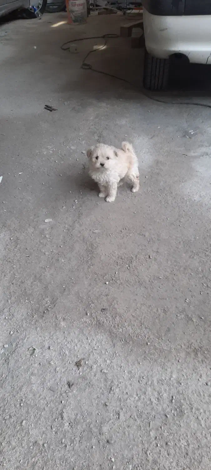 سگ ..|سگ|مرودشت, استادیوم|دیوار