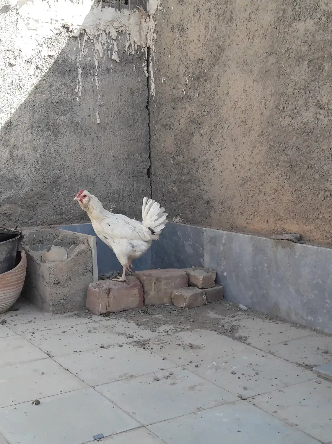 مرغ گلین|حیوانات مزرعه|فردوس (خراسان), |دیوار