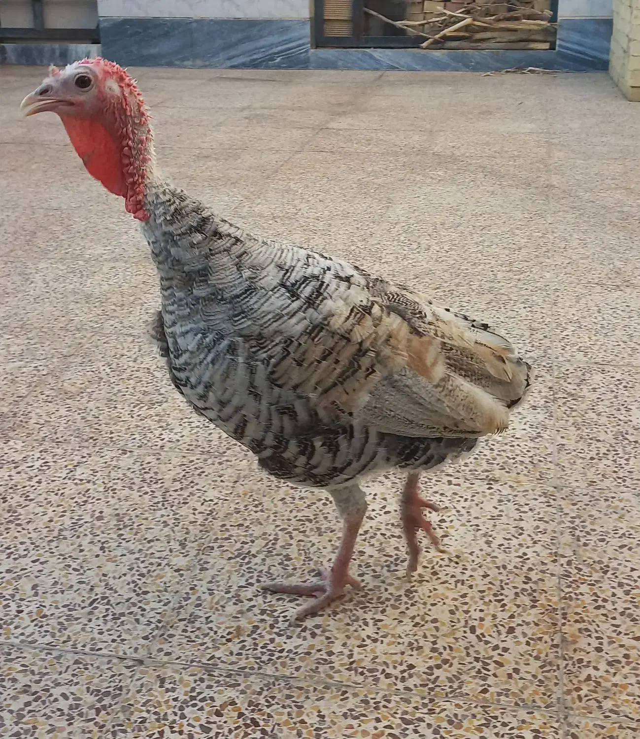 بوقلمون ماده|حیوانات مزرعه|اندیمشک, |دیوار