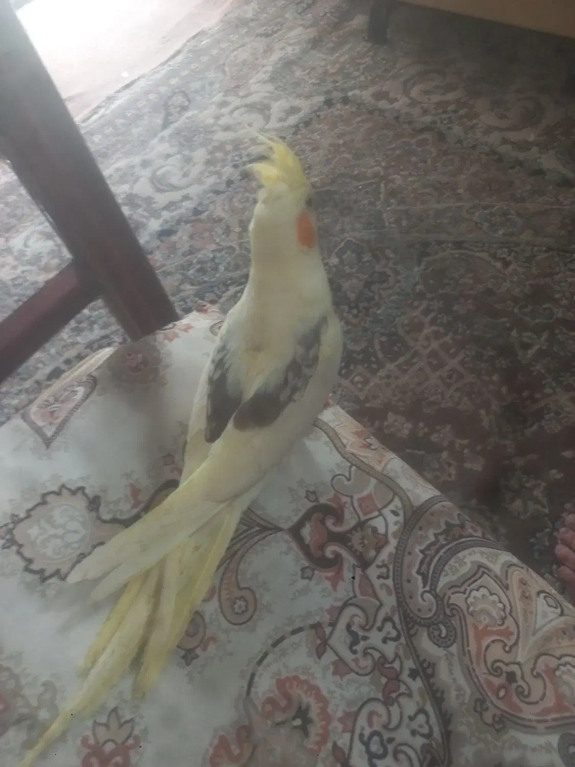 عروس هلندی مولد لوتیتو ودوکت گرینویچک|پرنده|زیباشهر, |دیوار