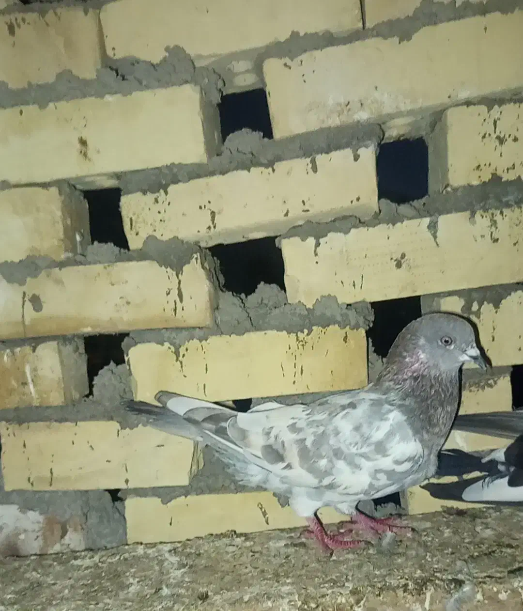 کبوتر رنگی|پرنده|سوسنگرد, |دیوار