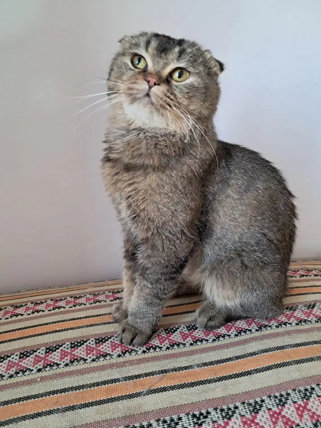 واگذاری گربه اسکاتیش گلد نر ۲سال ونیم|گربه|تهران, شهرک چیتگر|دیوار