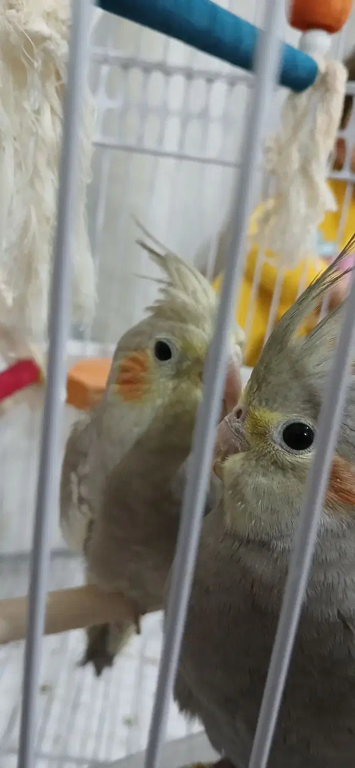 دوعدد عروس هلندی|پرنده|قم, شهر قائم|دیوار