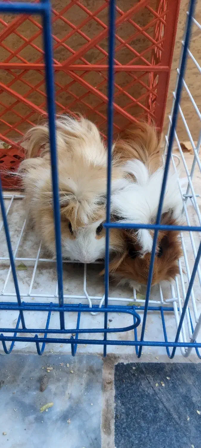 فروش همستر|موش و خرگوش|بیرجند, |دیوار