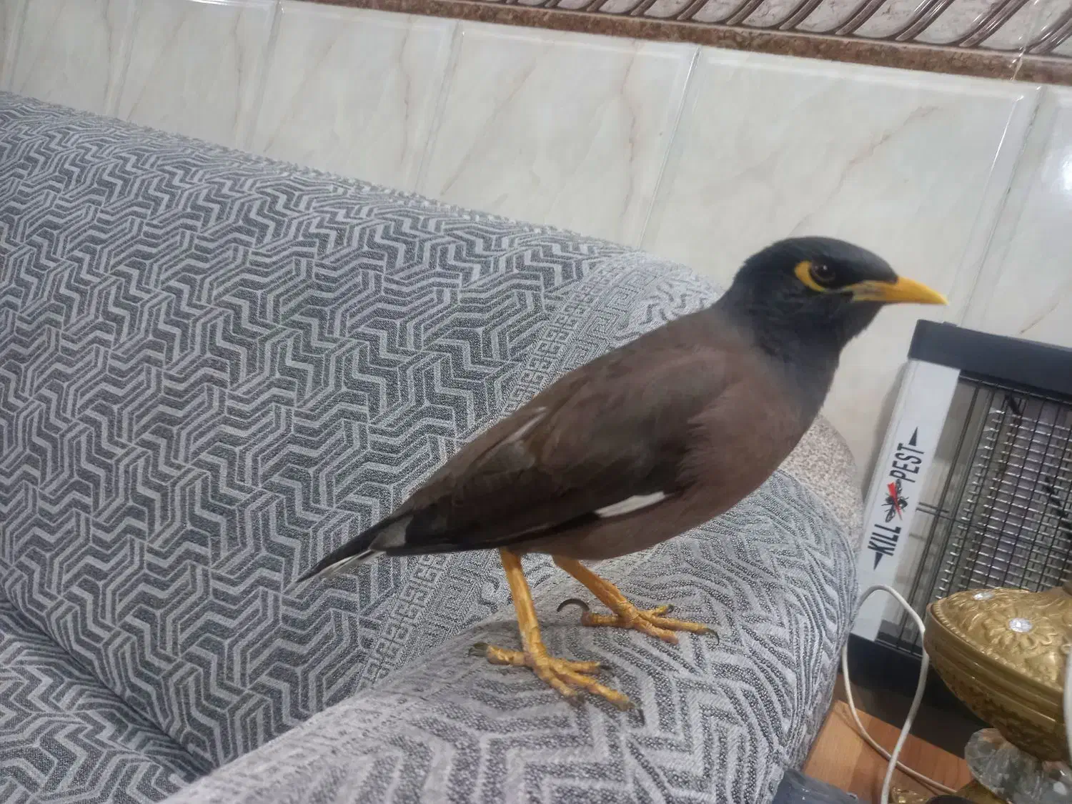 مرغ مینا باهوش و زرنگ|پرنده|پاکدشت, پاکدشت (مامازند)|دیوار