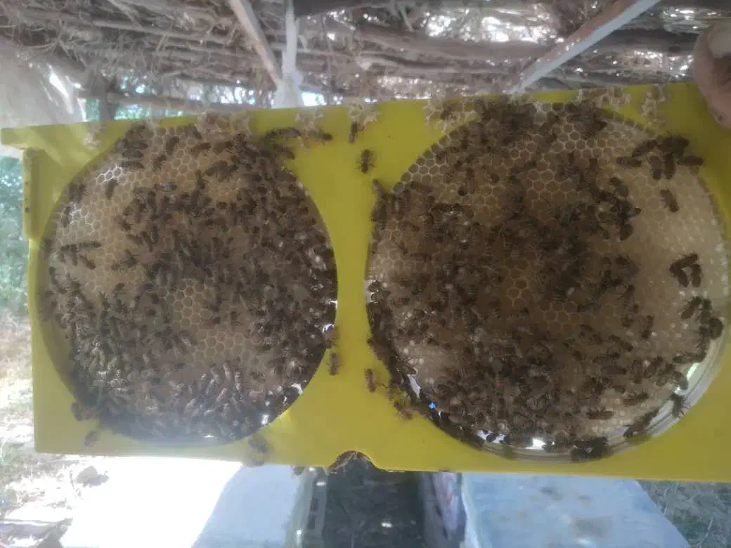 حرفه ای زنبوردار شو|خدمات آموزشی|بهبهان, |دیوار